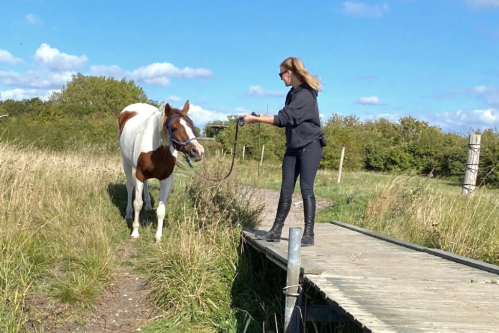 Hest og ejer på en bro og træner signaler