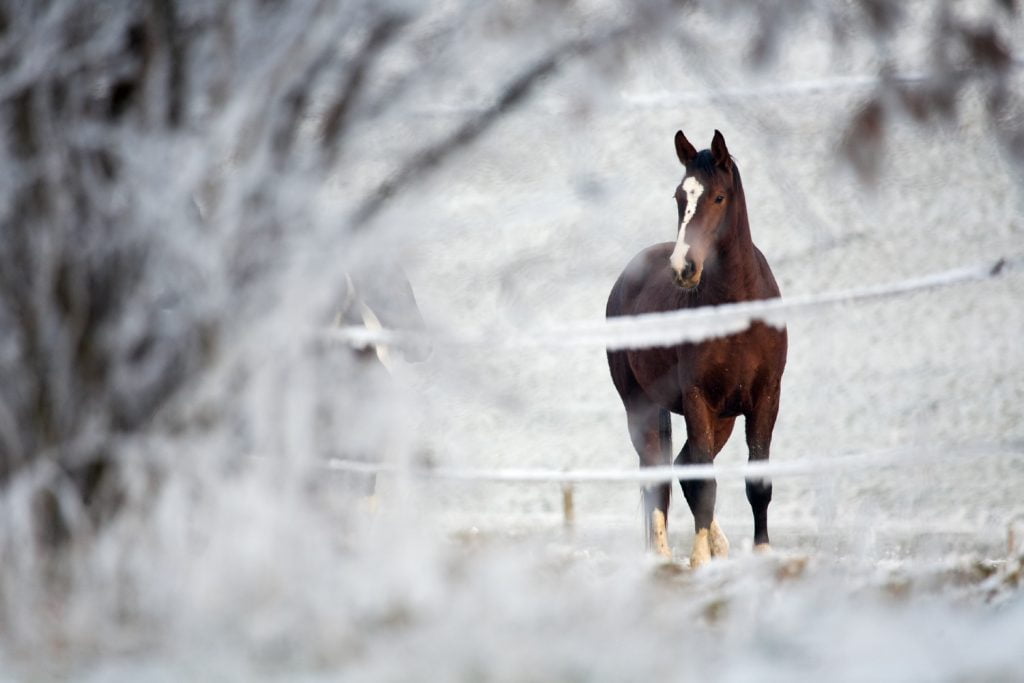 Hest på fold vinter