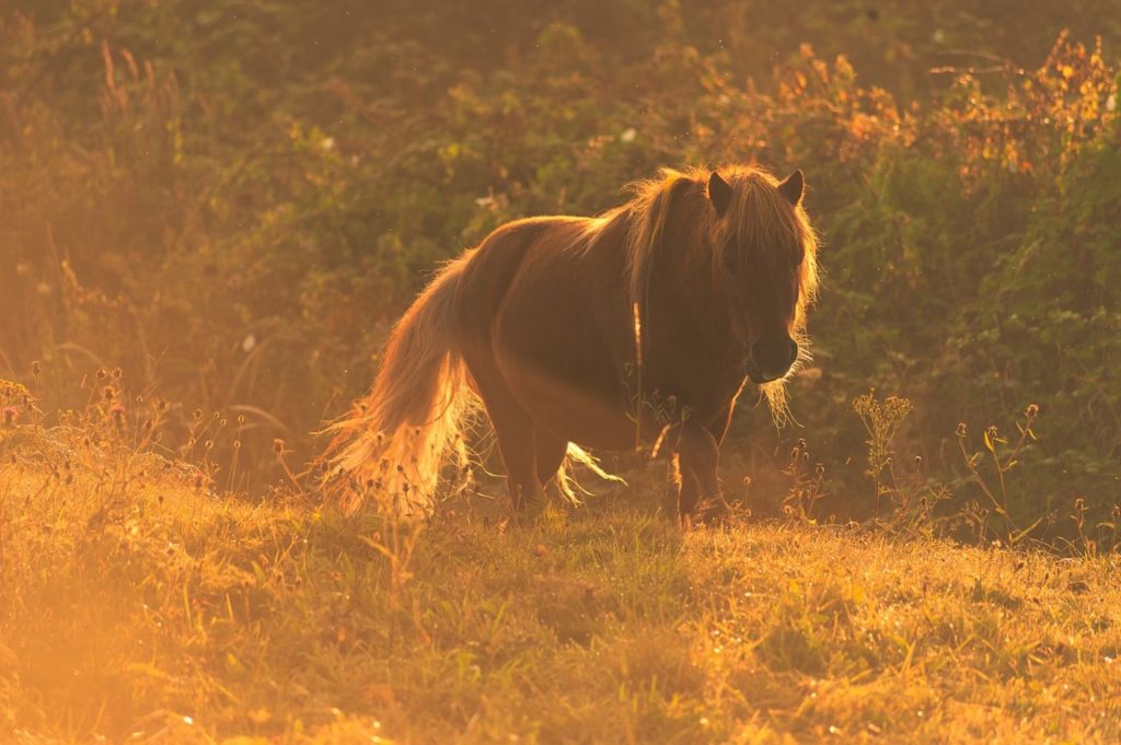 Sommergræs_pony