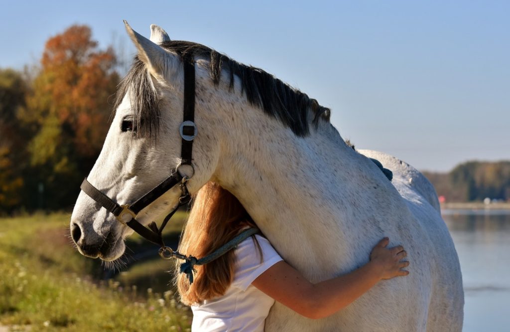 Du begynder allerede at ride din hest, når du ser den i stalden eller på folden.