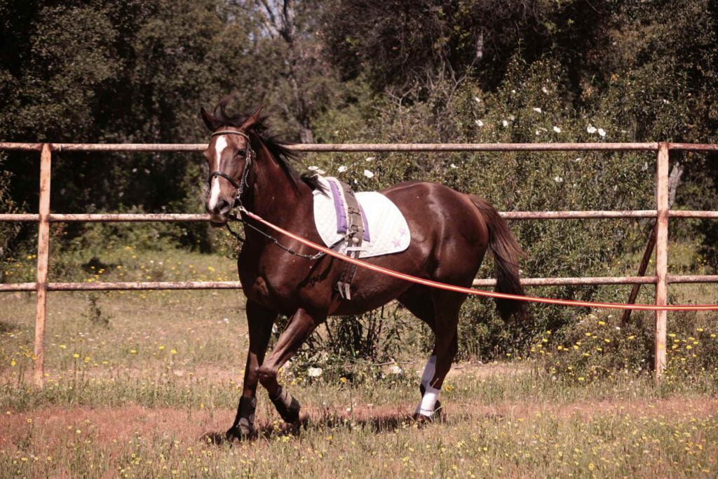 Hest longeres med indspændingstøjler
