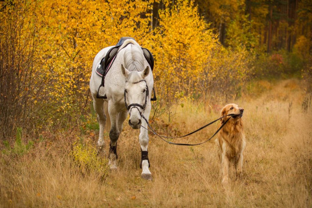 Hund trækker hest i skoven