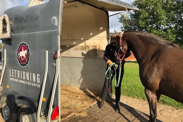 Hest lærer at gå i trailer