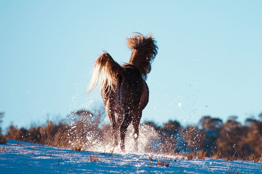 Hest løber i sne