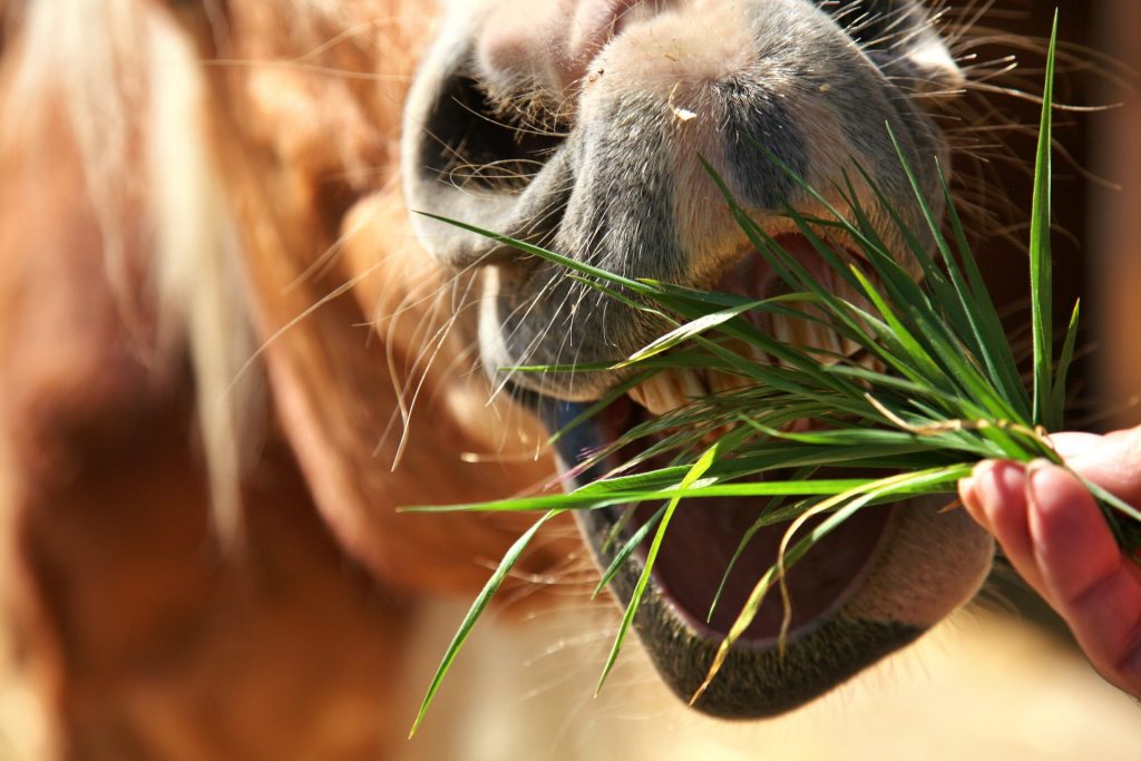 Hest håndfodres med græs
