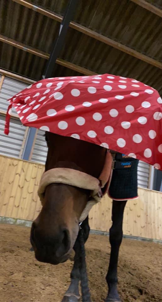 Brun hest der stikker hovedet ud under en rød paraply, til miljøtræning.