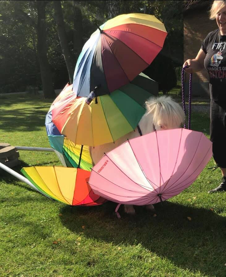 Shetlænder der er omringet af fem farvestrålende paraplyer, til miljøtræning.