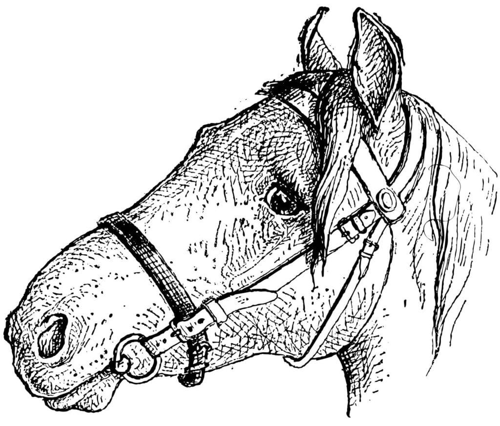 Tegning af hest med næsebånd