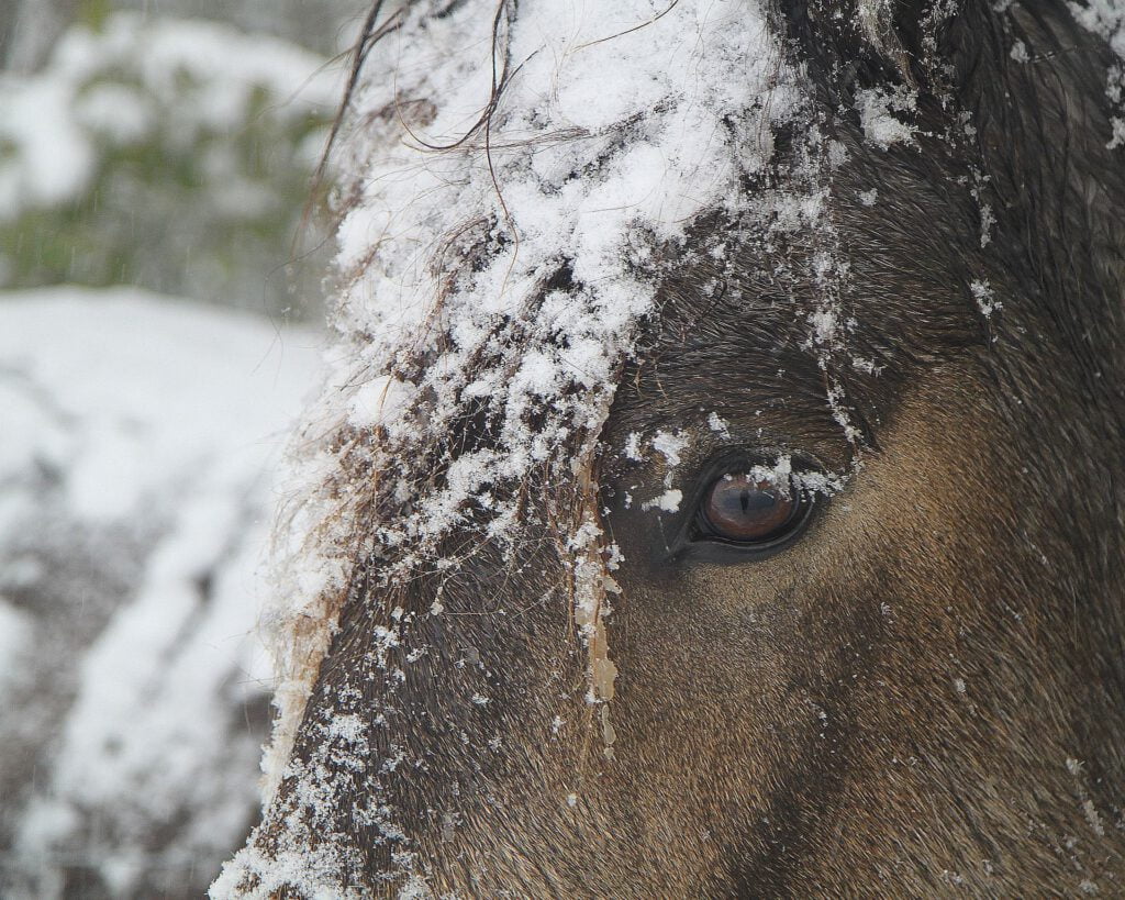 Brun hest med sne i pandelokken. 