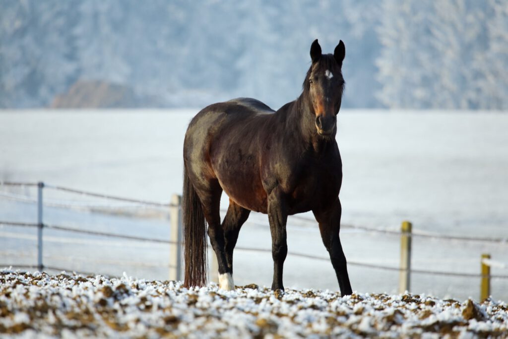 Sort hest, står på folden med sne og frost, og den kigger direkte på kameraet. 