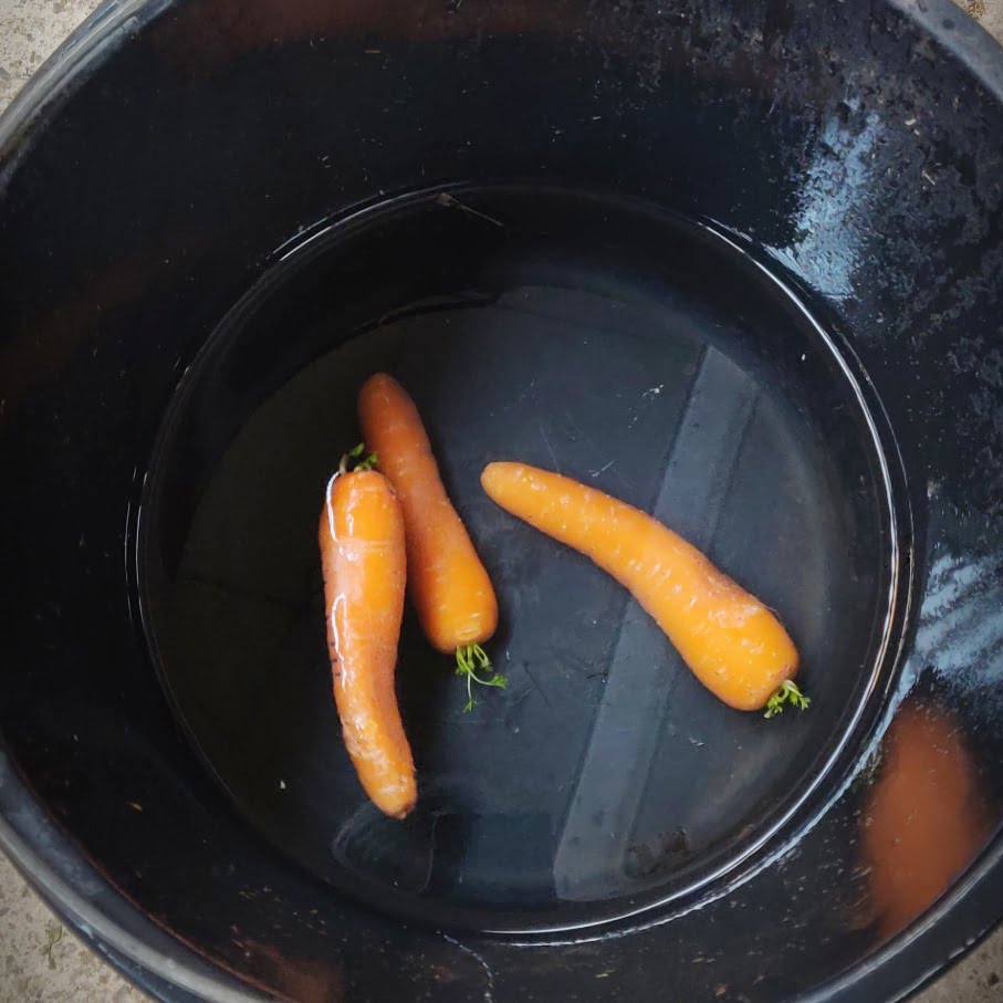 Gulerødder i spand med vand