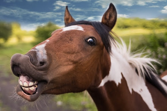 Hestens tænder