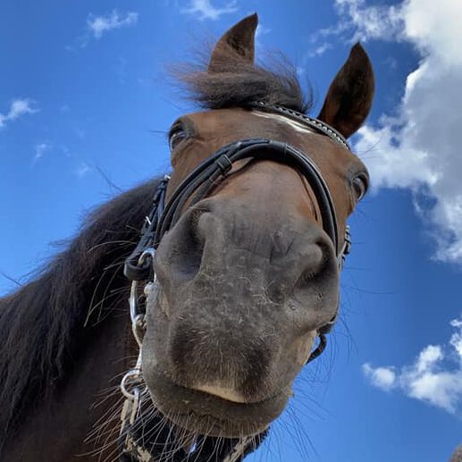 Ponys mule i solskin