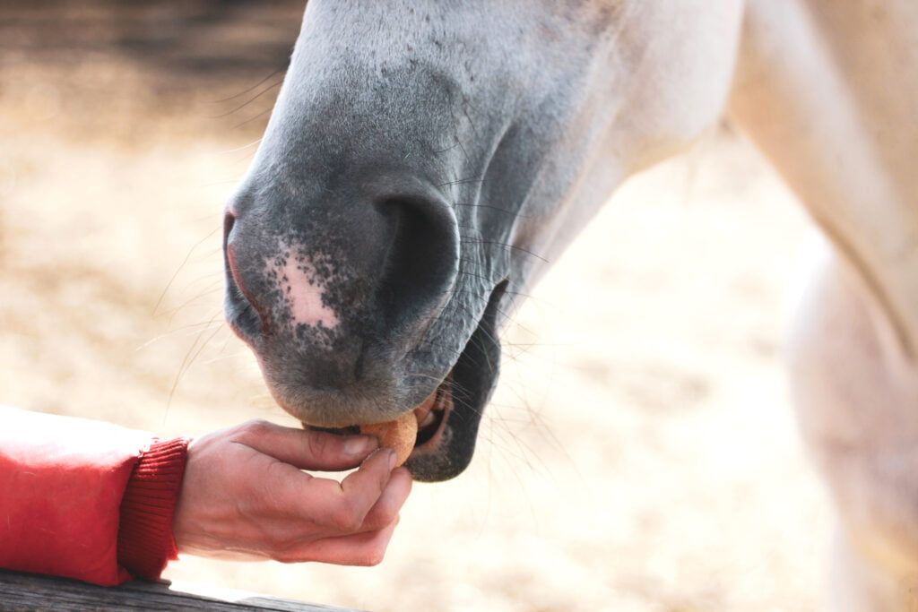 Hest spiser godbid