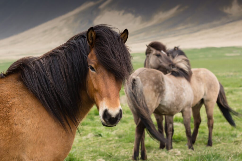 Islandske heste står på Island