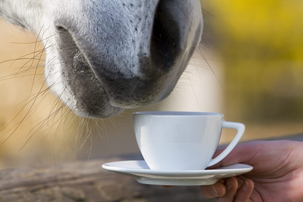 Hest laver scentwork