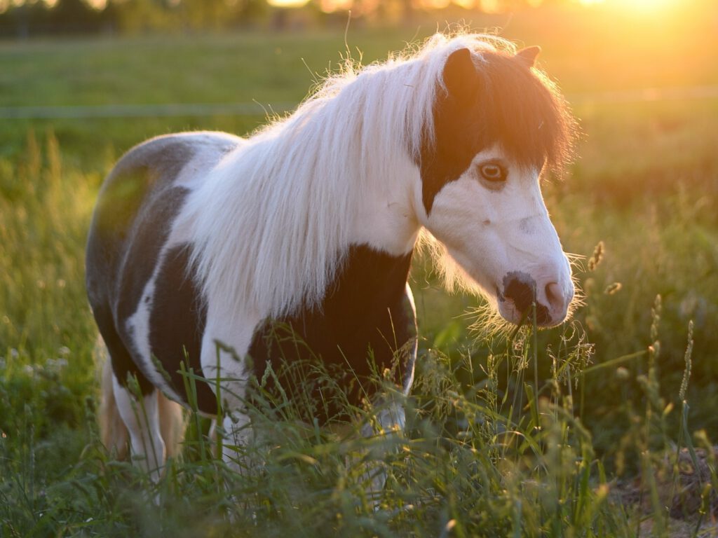 Pony på græs - ugen der gik