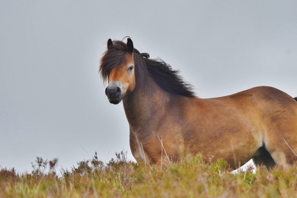 Exmoorpony er en udrydningstruet hesterace. 