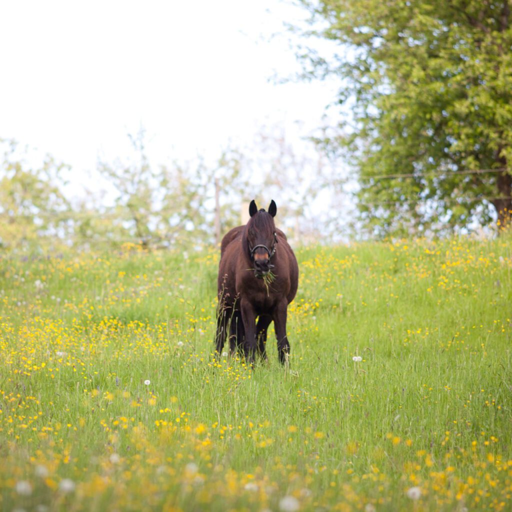 Hest på græs