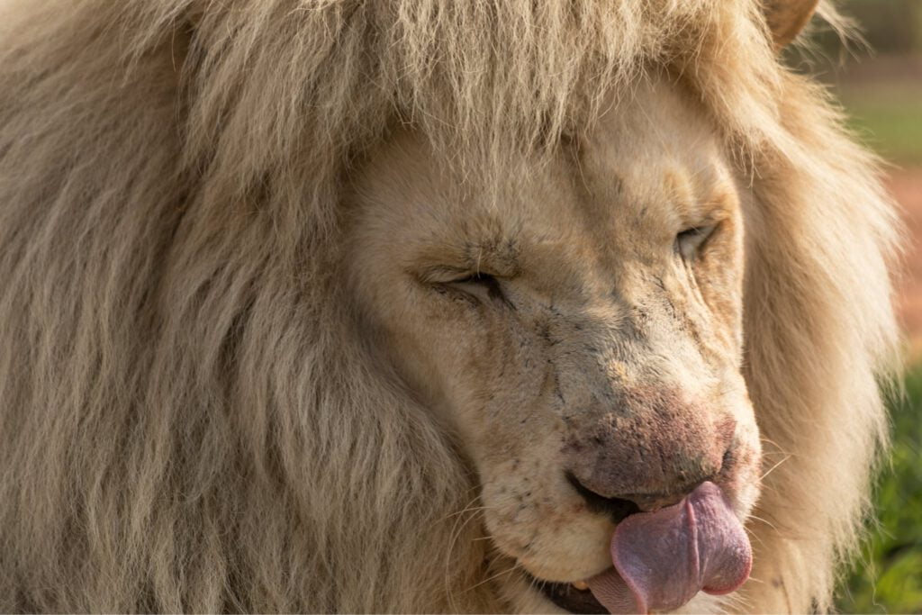 Løve slikker sig om munden