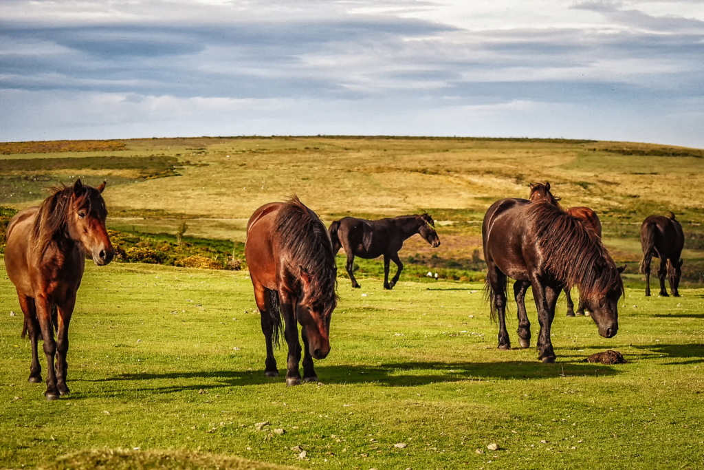 Dartmoor er en udrydningstruet hesterace. 