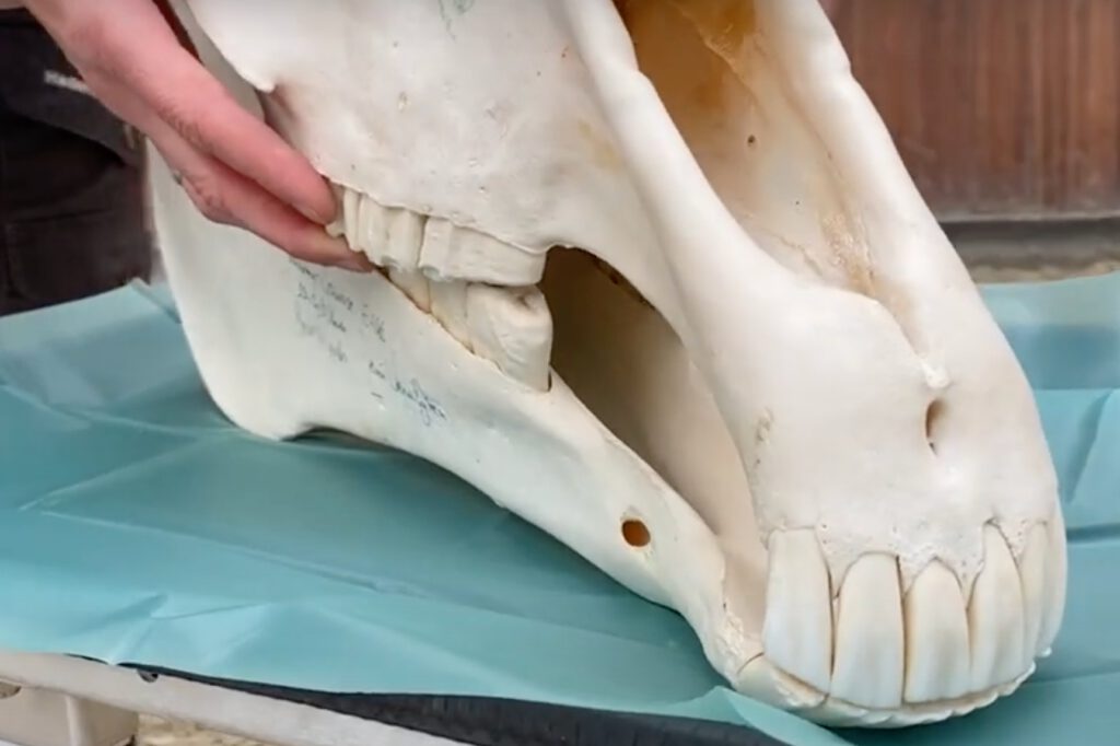 Hestens tænder i overkæben og deres betydning for tilpasningen af en trense