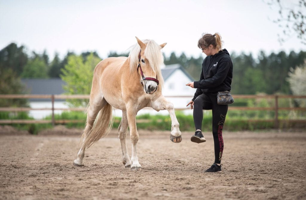 Hest lærer tricks på ridebane