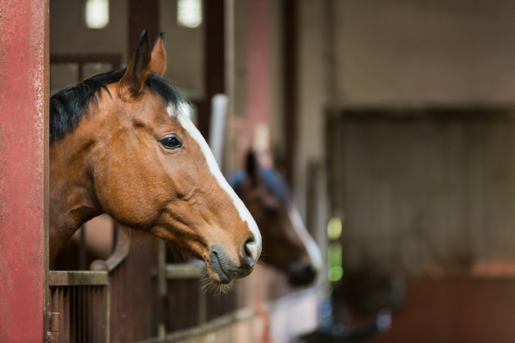 Hest står i stalden og er klar til at hilse på sin køber