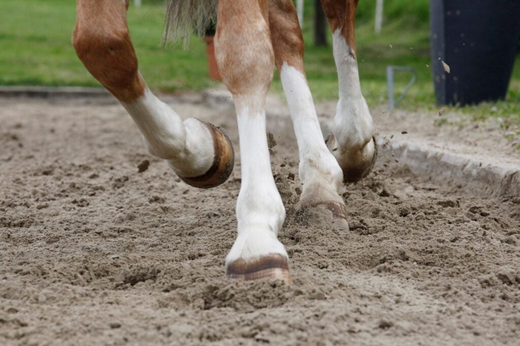 Hest rides på ridebane inden den skal købes