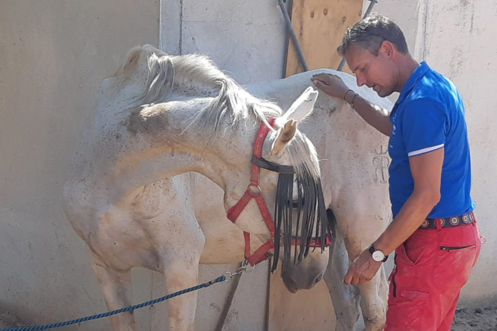 Claus Toftgaard hjælper en af hestene i Spanien. 