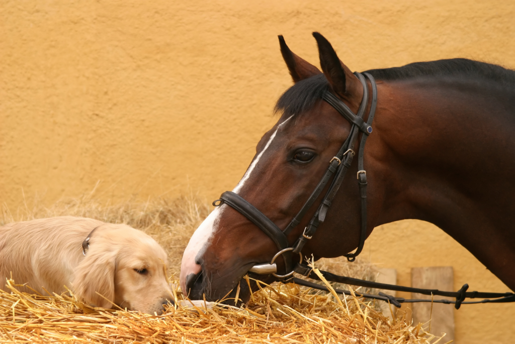 Hest og hundehvalp snuser til hinanden