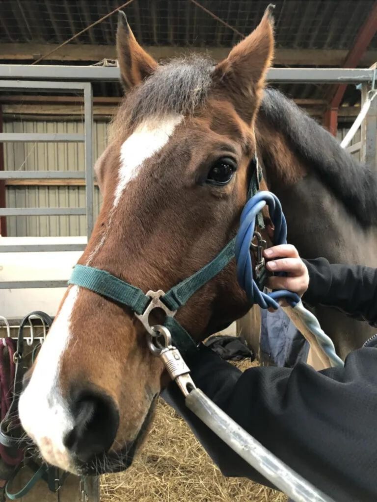 Hest får behandling med Equitron Pro