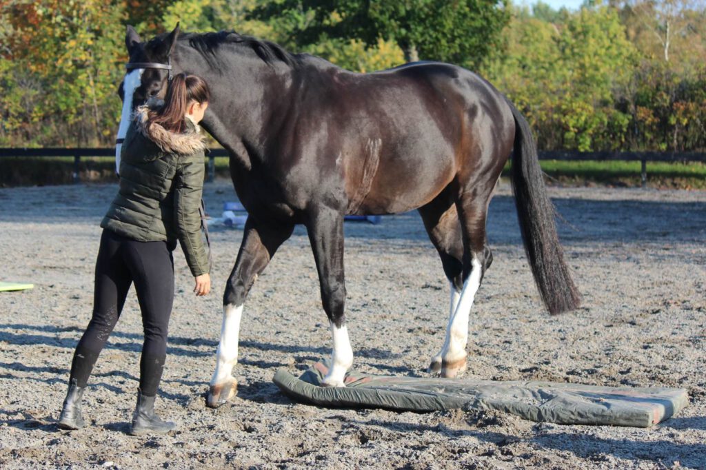 Proprio-træning med stor hest