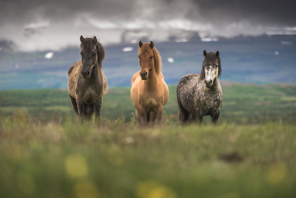 Islandske heste i forskellige farver