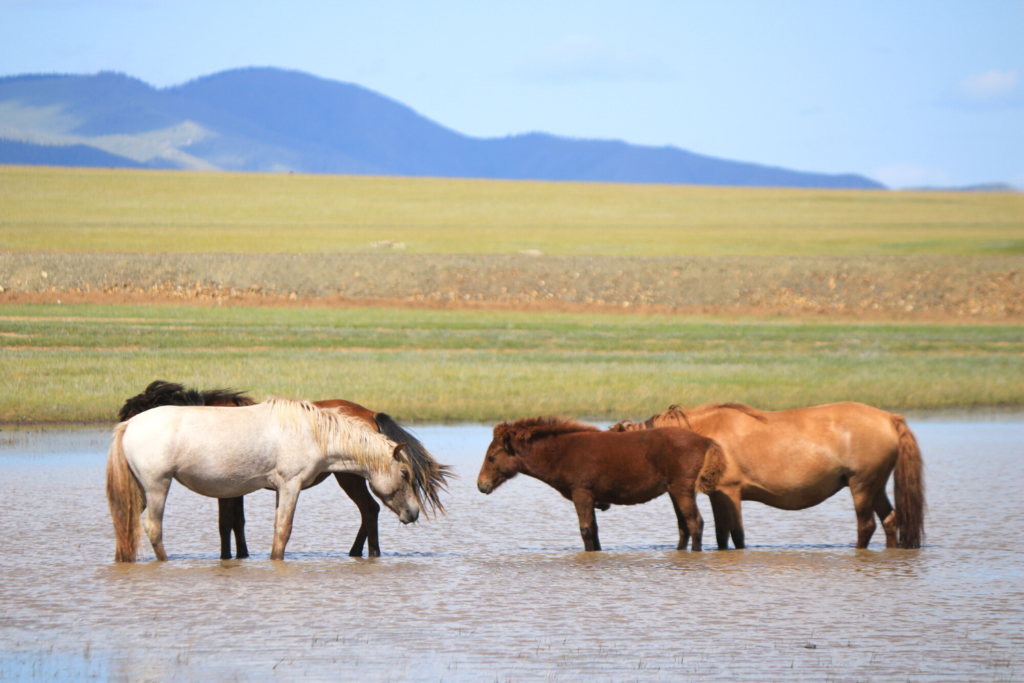 Mongolsk hest, der står i vandet