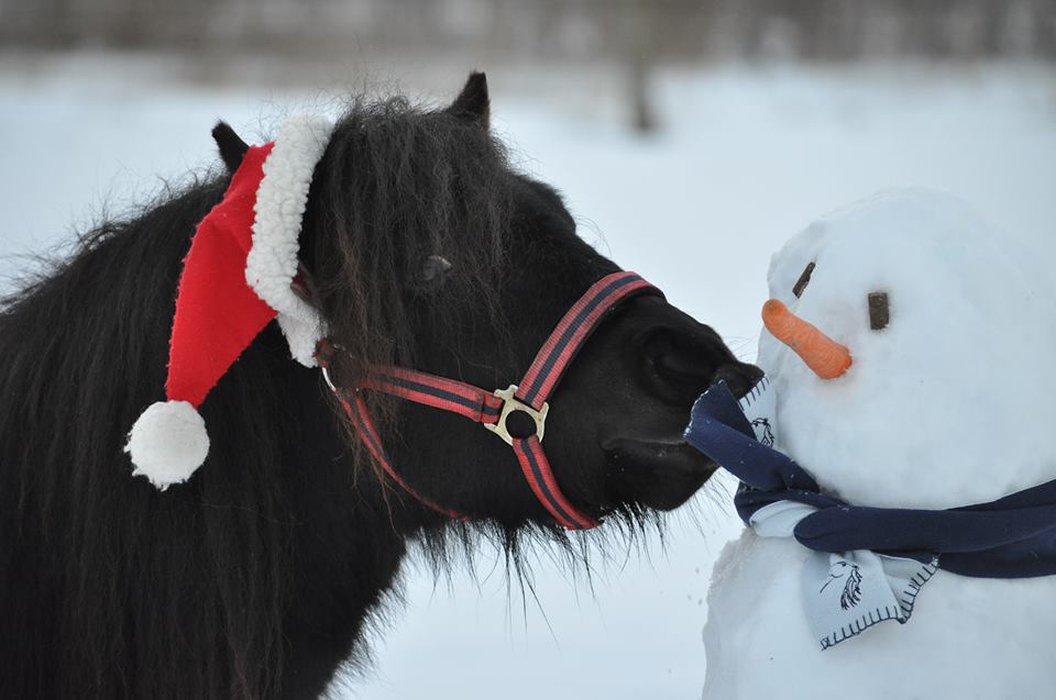 Julekalender til pony