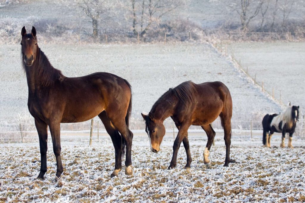 Hestehold vinter