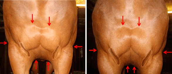 Til venstre er hesten forpart før behandling og til højre er efter. 
