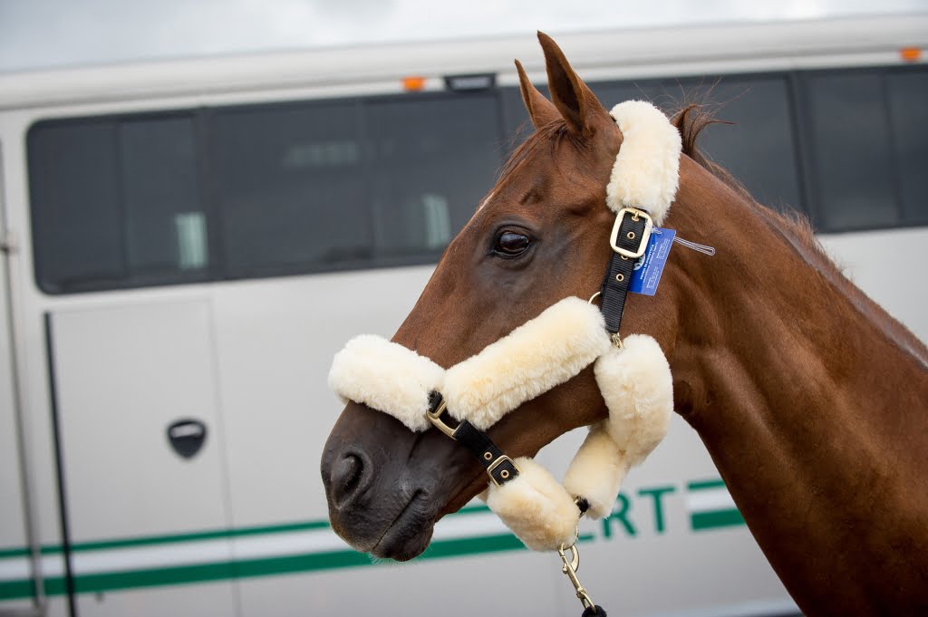 Horses bound for the Rio 2016 Olympic Games travel in style and comfort - 29 July 2016 - Pic / Jon Stroud