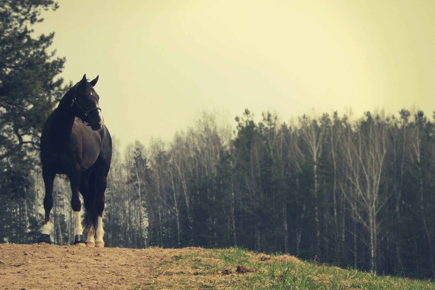 Hest nyder efteråret